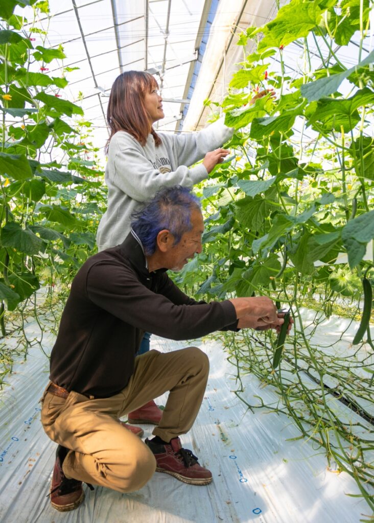 千葉県旭市できゅうり・ブロッコリーを生産している「林農場」 | 林恒男
