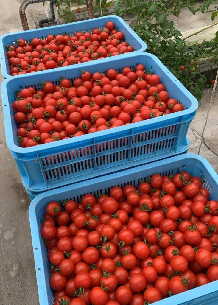 千葉県山武郡横芝光町でミニトマトを生産しているWAKAUME FARM | 若梅 直樹
