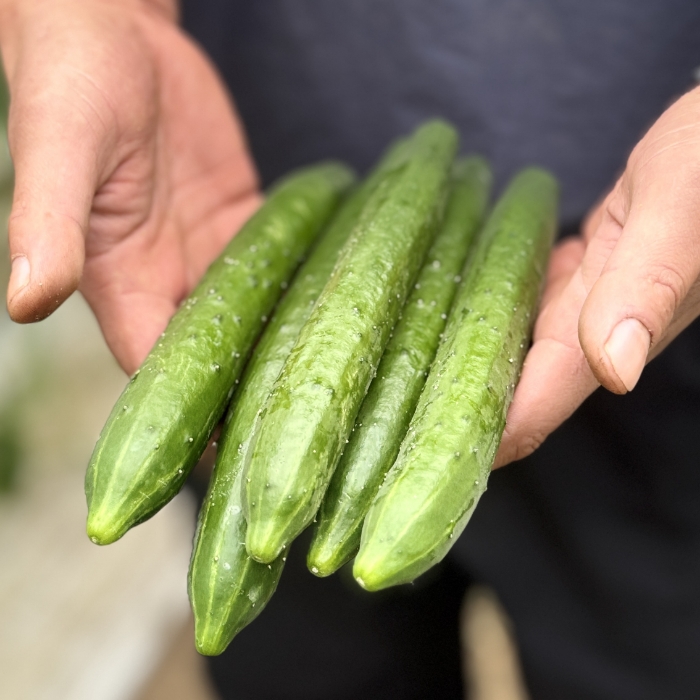 ロバのアンテナ　がまぐち小　きゅうり 千葉県旭市できゅうり・ミニトマト・春菊を生産している「山崎ファーム