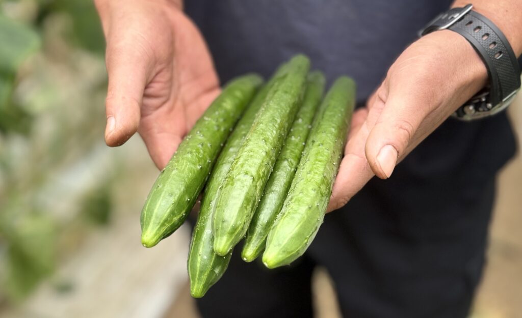 千葉県旭市できゅうり・ミニトマト・春菊を生産している「山崎ファーム