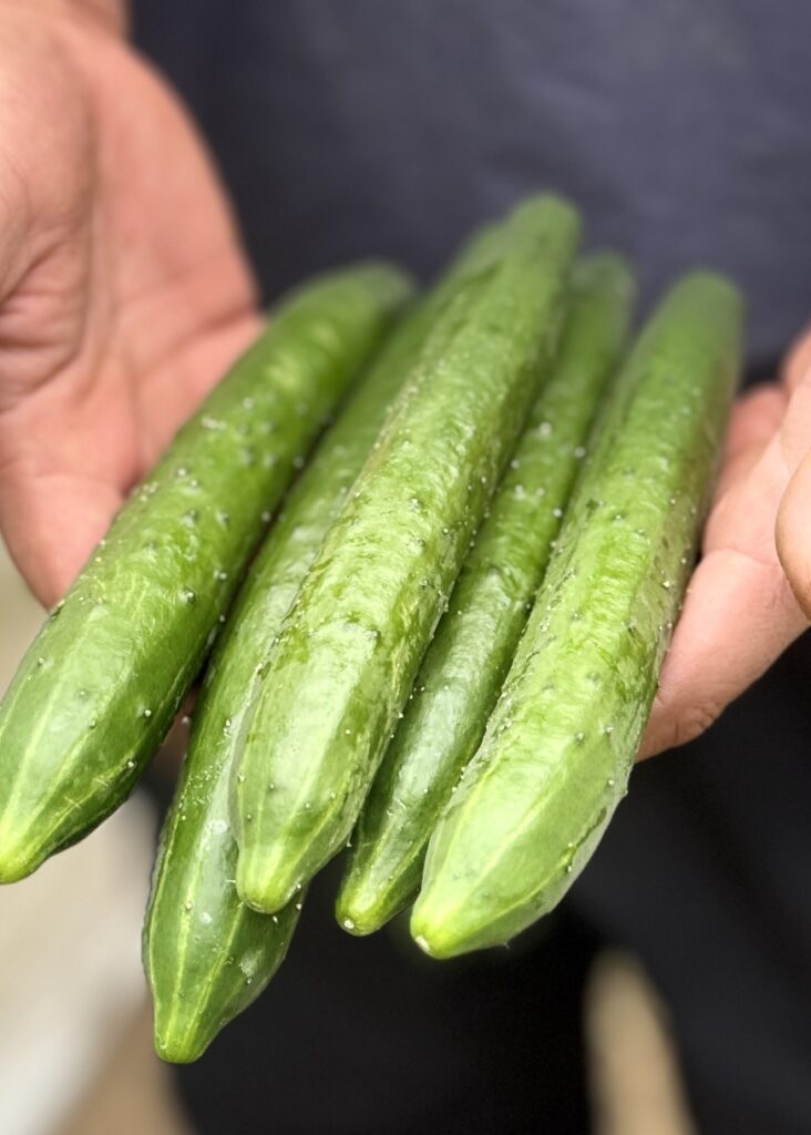 千葉県旭市できゅうり・ミニトマト・春菊を生産している「山崎ファーム